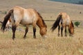 Przewalski horses