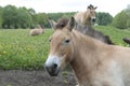 Przewalski horses in Nature Lelystad