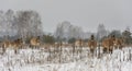 Przewalski Horses in Winter Chernobyl
