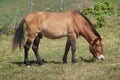 Przewalski's Horse