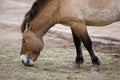 Przewalski's Horse