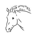 The Przewalski's horse, an abstract image on a white background. Vector illustration, picture a wild stallion
