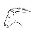 The Przewalski's horse, an abstract image on a white background. Vector illustration, picture a wild stallion