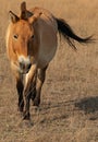 Przewalski`s horse animal in steppe