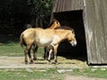 Przewalski`s horse or so called Mongolian Wild Horse in Front of Wooden Structure