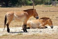 Przewalski`s Horse