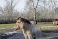 Przewalski's horse/ Dzungarian horse