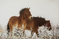 Przewalski`s horse Equus ferus przewalskii , also called the takhi, Mongolian wild horse or Dzungarian horse