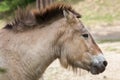 Przewalski`s horse Equus ferus przewalskii Royalty Free Stock Photo