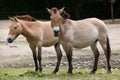 Przewalski`s horse Equus ferus przewalskii