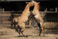 Przewalski`s horse Equus ferus przewalskii Royalty Free Stock Photo