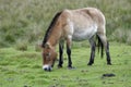 Przewalski`s Horse Royalty Free Stock Photo