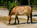 Przewalski's Horse (Equus przewalskii)