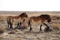 Przewalski's Horse