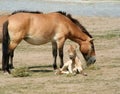 Przewalski's Horse and Foal