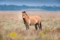 Przewalski`s horse free Royalty Free Stock Photo