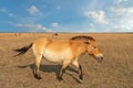 Przewalski`s horse going by steppe on safari Royalty Free Stock Photo