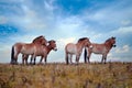 Przewalski`s Horse with magical evening sky, nature habitat in Mongolia. Horse in stepee grass. Wildlife in Mongolia. Equus ferus