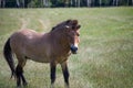 Przewalski`s horse male