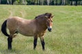 Przewalski`s horse male