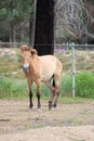 Przewalski`s horse or Takhi a Mongolian Wild Horse in a zoo