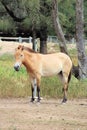 Przewalski`s horse or Takhi a Mongolian Wild Horse in a zoo