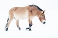 Przewalski's horse walking sideways, head down in the snow. Isolated wild horse in snowy winter landscape.