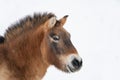 Przewalski's Horse in the winter with snow. Isolated head of wild horse. Space for text Royalty Free Stock Photo