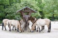 Przewalski`s Horses, Asian wild horses feeding in Zoo