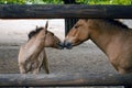 Przewalski`s horses mother and son