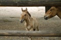 Przewalski`s horses mother and son