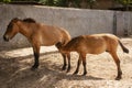 Przewalski\'s horses in the Odessa Zoo, Ukraine. Also called the takhi, Mongolian