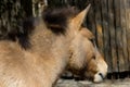 Przewalski horse