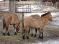 Przewalski horse