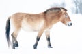 Przewalski's horse on snow in white landscape with trees in the background. Mongolian wild horse in nature habitat