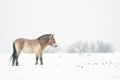 Przewalski's Horse in the winter with snow in the landscape with trees in background. Mongolian wild horse in nature