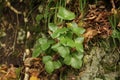 Przylaszczka pospolita, Hepatica nobilis, common hepatica