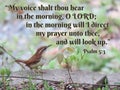 Psalm 5:3 Prayer with Carolina Wren