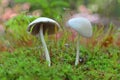 Psathyrella candolleana mushroom Royalty Free Stock Photo