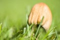 Psathyrella Mushroom On Fresh Grass Royalty Free Stock Photo