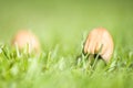 Psathyrella Mushroom On Fresh Grass Royalty Free Stock Photo