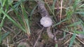 psathyrellaceae mushrooms sprouting out from the ground.