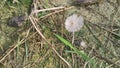 psathyrellaceae mushrooms sprouting out from the ground.