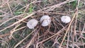 psathyrellaceae mushrooms sprouting out from the ground.