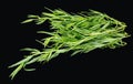 PSD black isolated green sprigs of tarragon herb