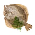 Psetta maxima Turbot Fish Royalty Free Stock Photo