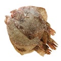 Psetta maxima Turbot Fish