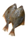 Psetta maxima Turbot Fish