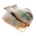 Psetta maxima Turbot Fish