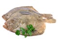 Psetta maxima Turbot Fish